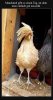 upload_2022-5-27_18-33-31.jpeg