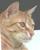 pippus