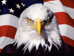 the eagle