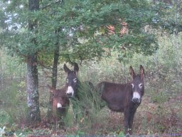 alter_rentner