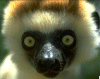 Flöte