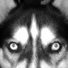 Husky100