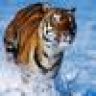 red_tiger82