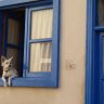 Blick