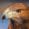 Eisadler