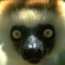 Flöte
