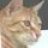 pippus